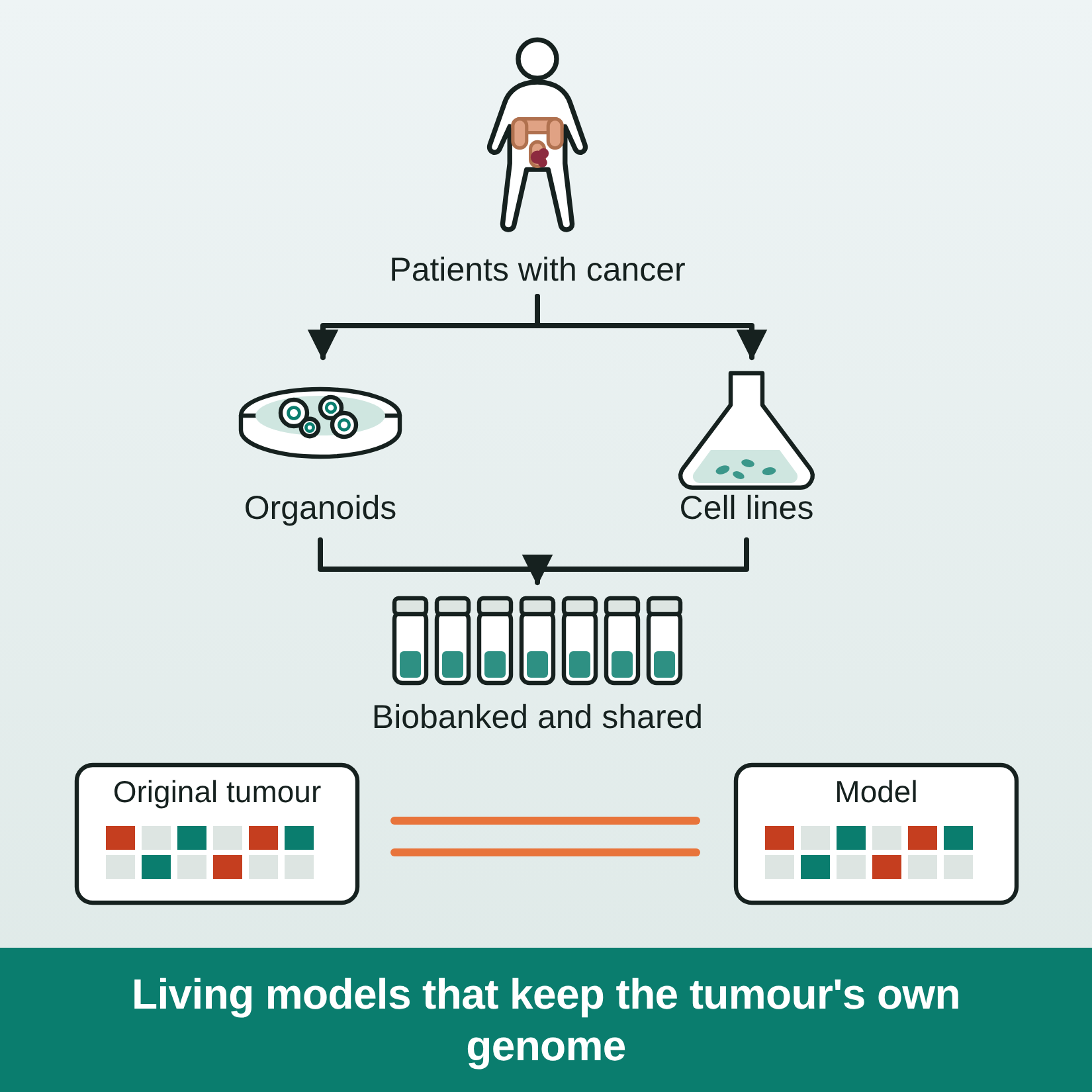 Diagram: patient tumor giving rise to organoids and cell lines, each characterized by sequencing, methylation and drug panels