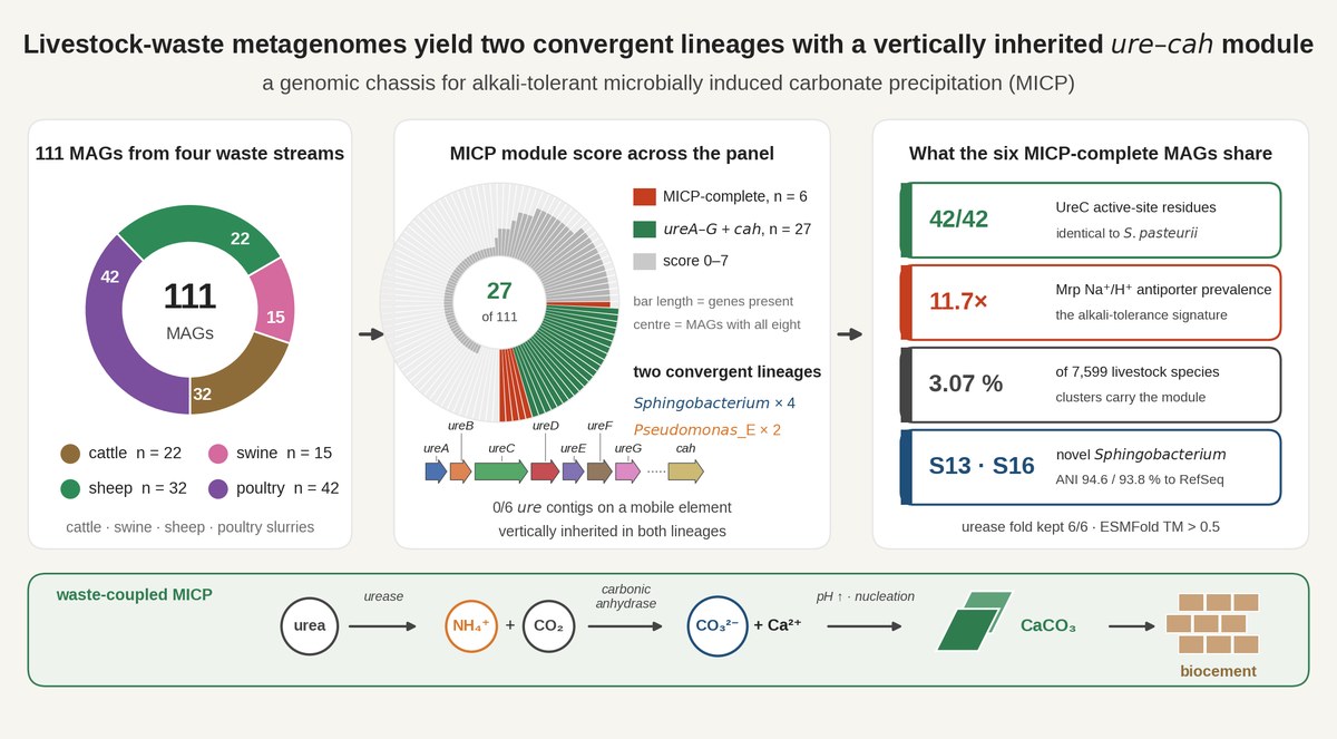 Graphical abstract showing 111 metagenome-assembled genomes from four waste streams and the six carrying a complete carbonate-precipitation module